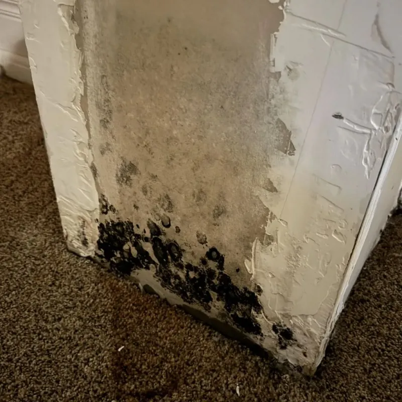 Professional Mold Removal in Bridge City, TX